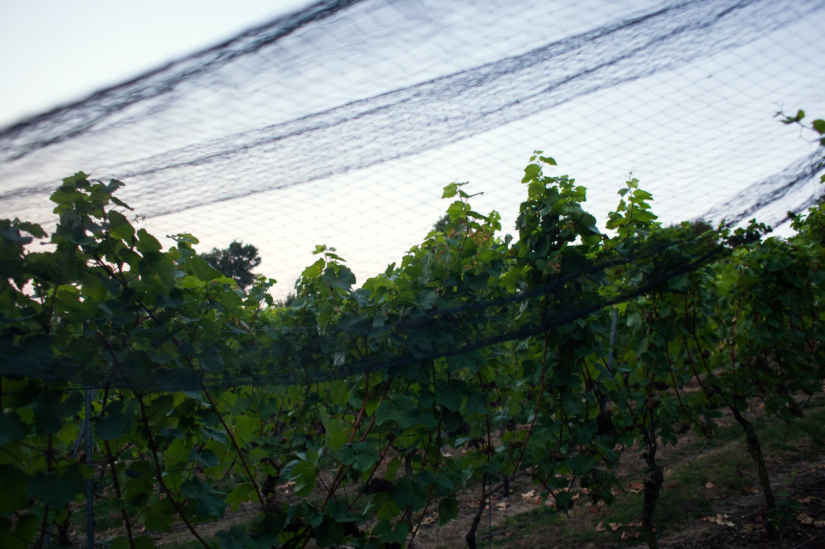 Domaine des Marnières, Vins de Liège, Idrisse Hidara