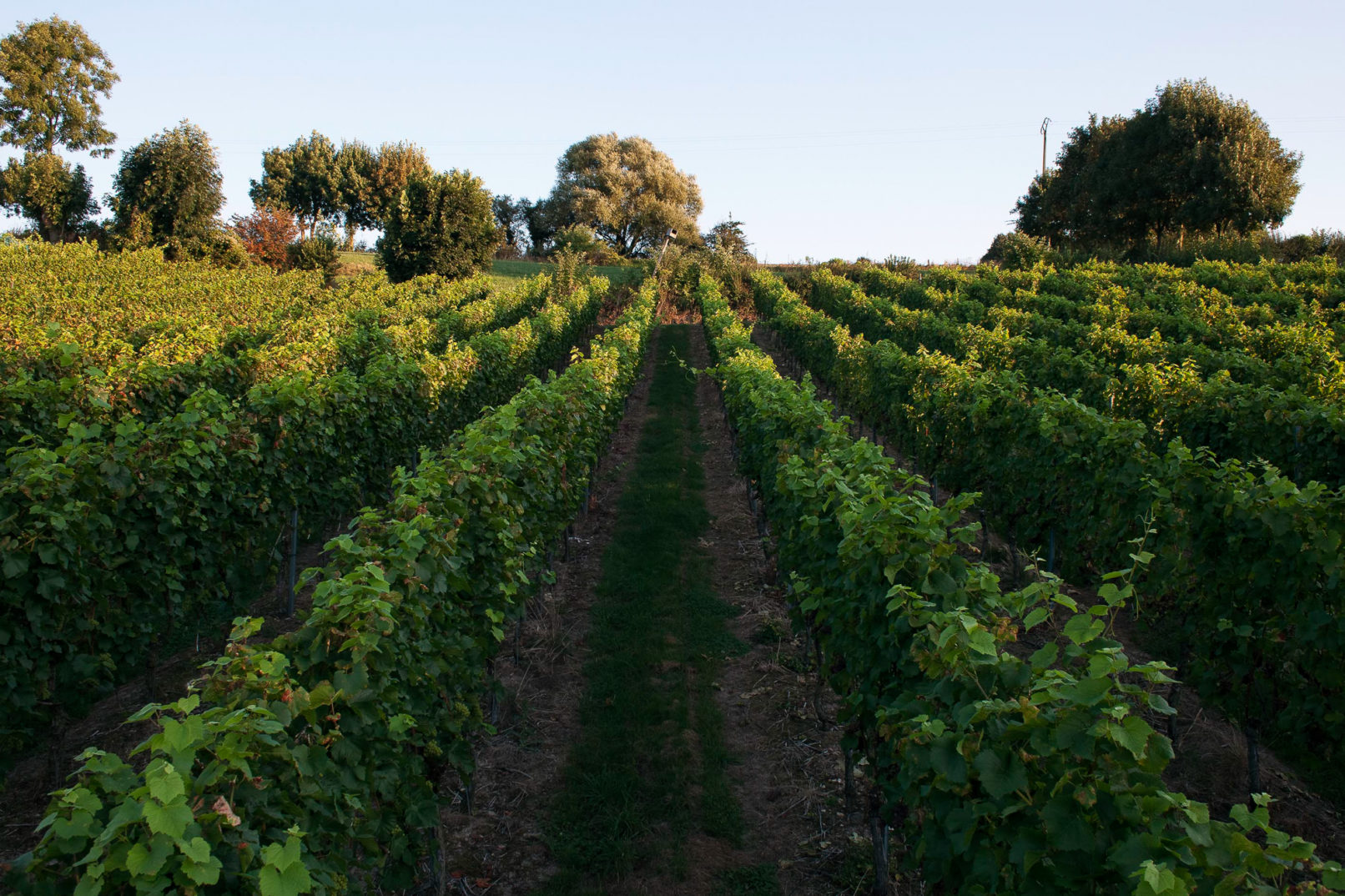 Domaine des Marnières, Vins de Liège, Idrisse Hidara
