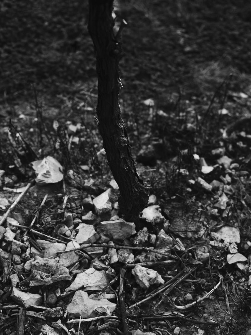 Domaine des Marnières, Vins de Liège, Idrisse Hidara