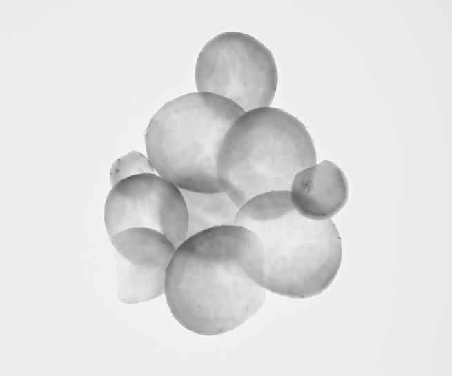 Pomme de Terre, l'envolée sous Terre